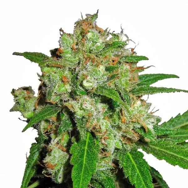 Sensi Skunk