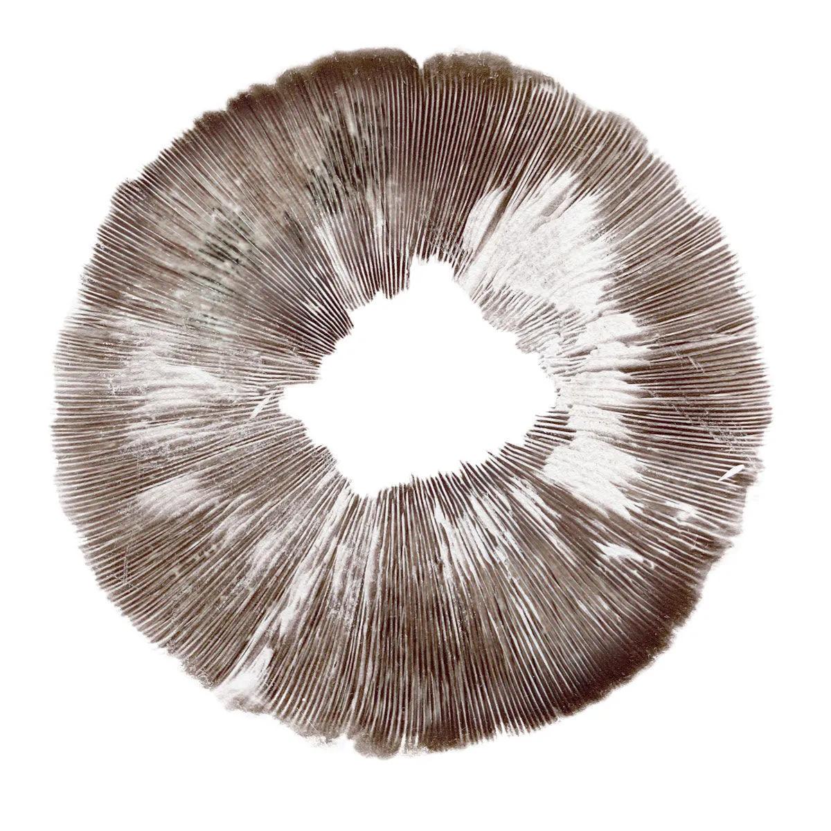 Impresión de esporas Psilocybe cubensis Amazonas