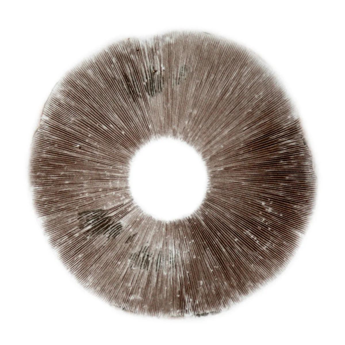 Impresión de esporas Psilocybe Cubensis B+