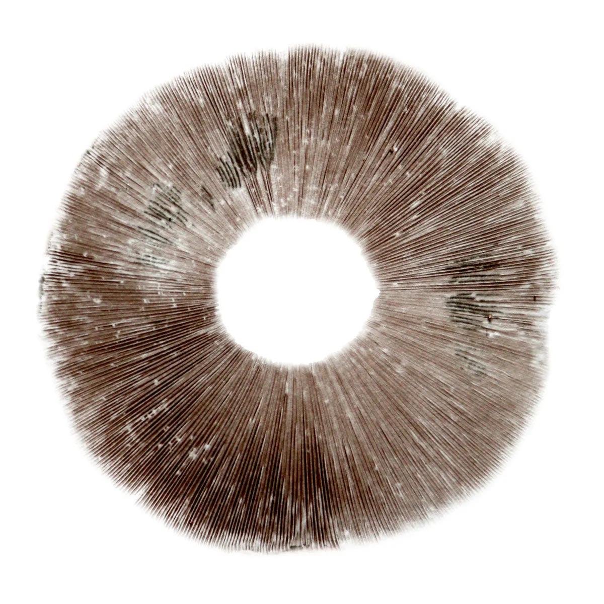 Impresión de esporas Psilocybe cubensis Ban Hua Thai