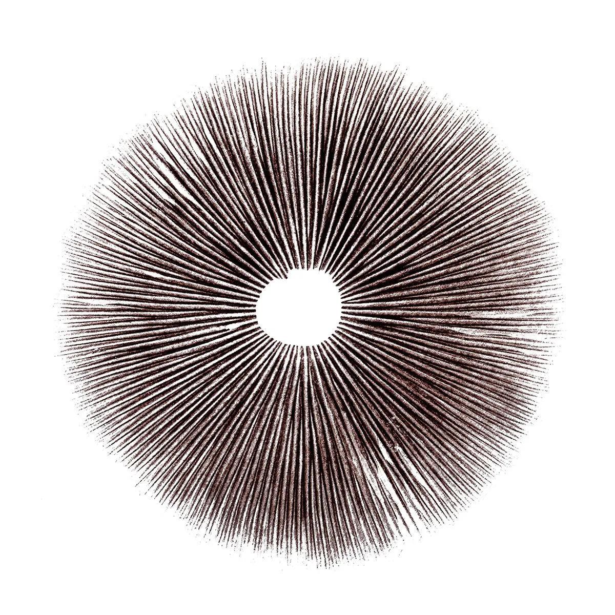 Impresión de esporas Psilocybe Cubensis Ecuador