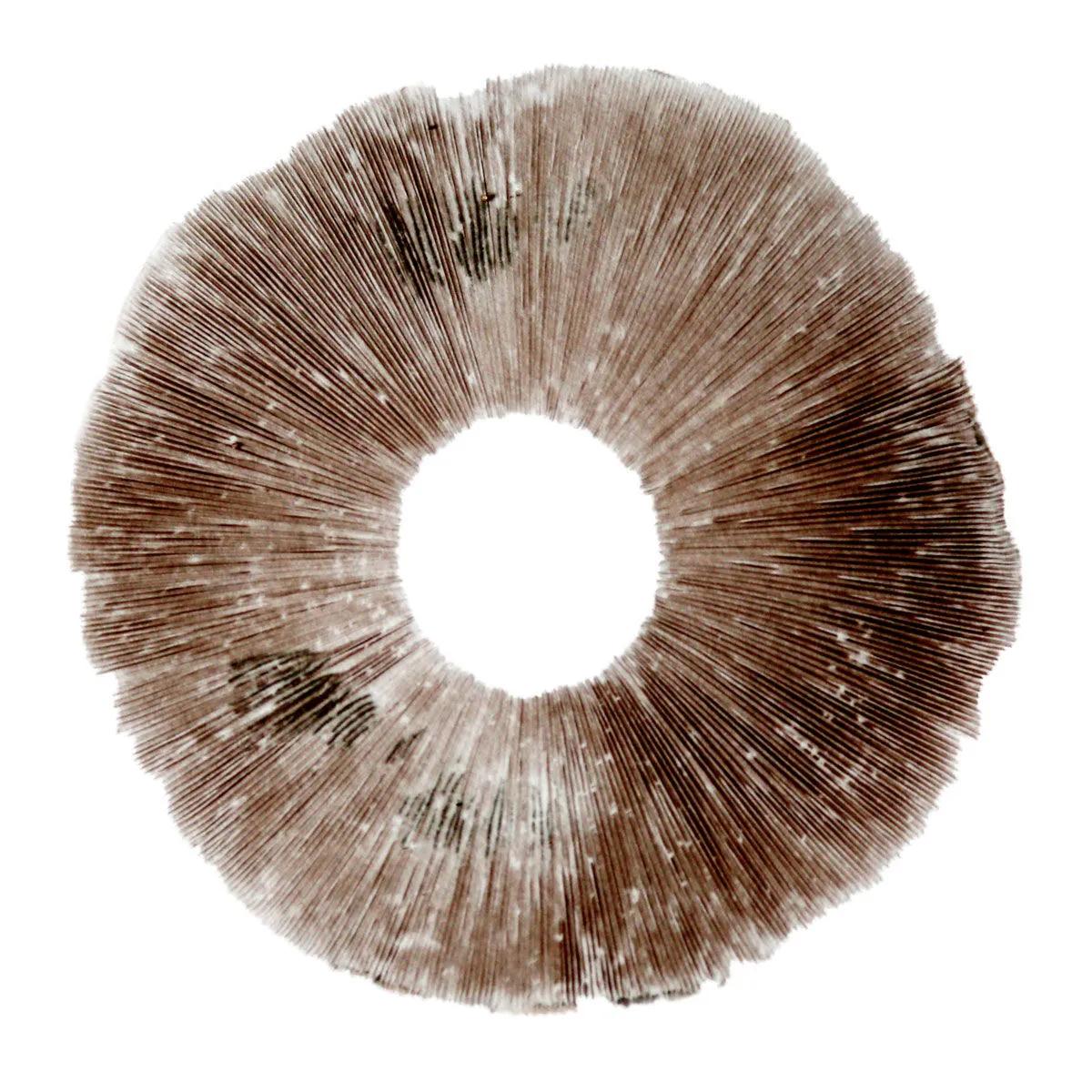 Impresión de esporas Psilocybe cubensis Hawaii (PES)