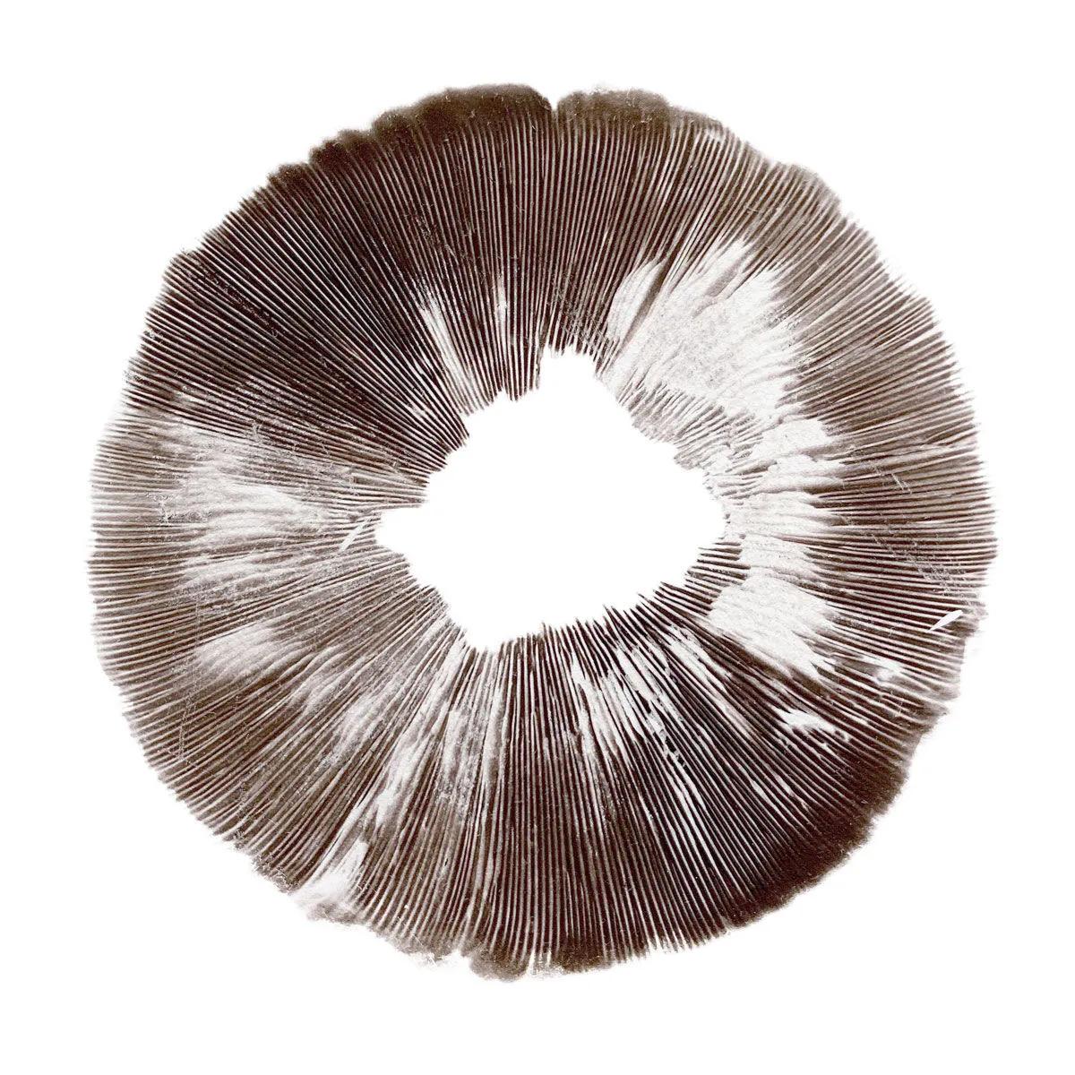 Impresión de esporas Psilocybe cubensis McKennaii