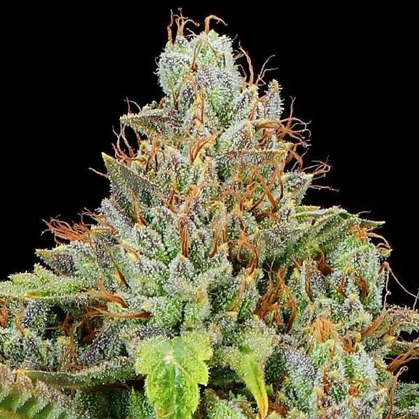 Sticky Boof