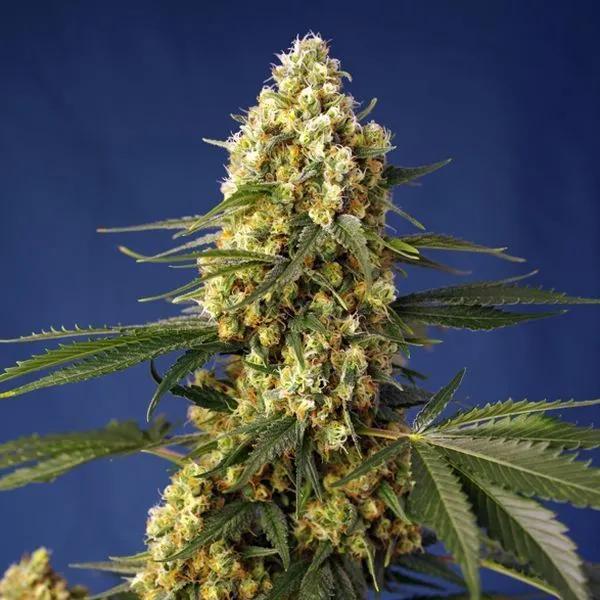 Strawberry Banana Gelato XL