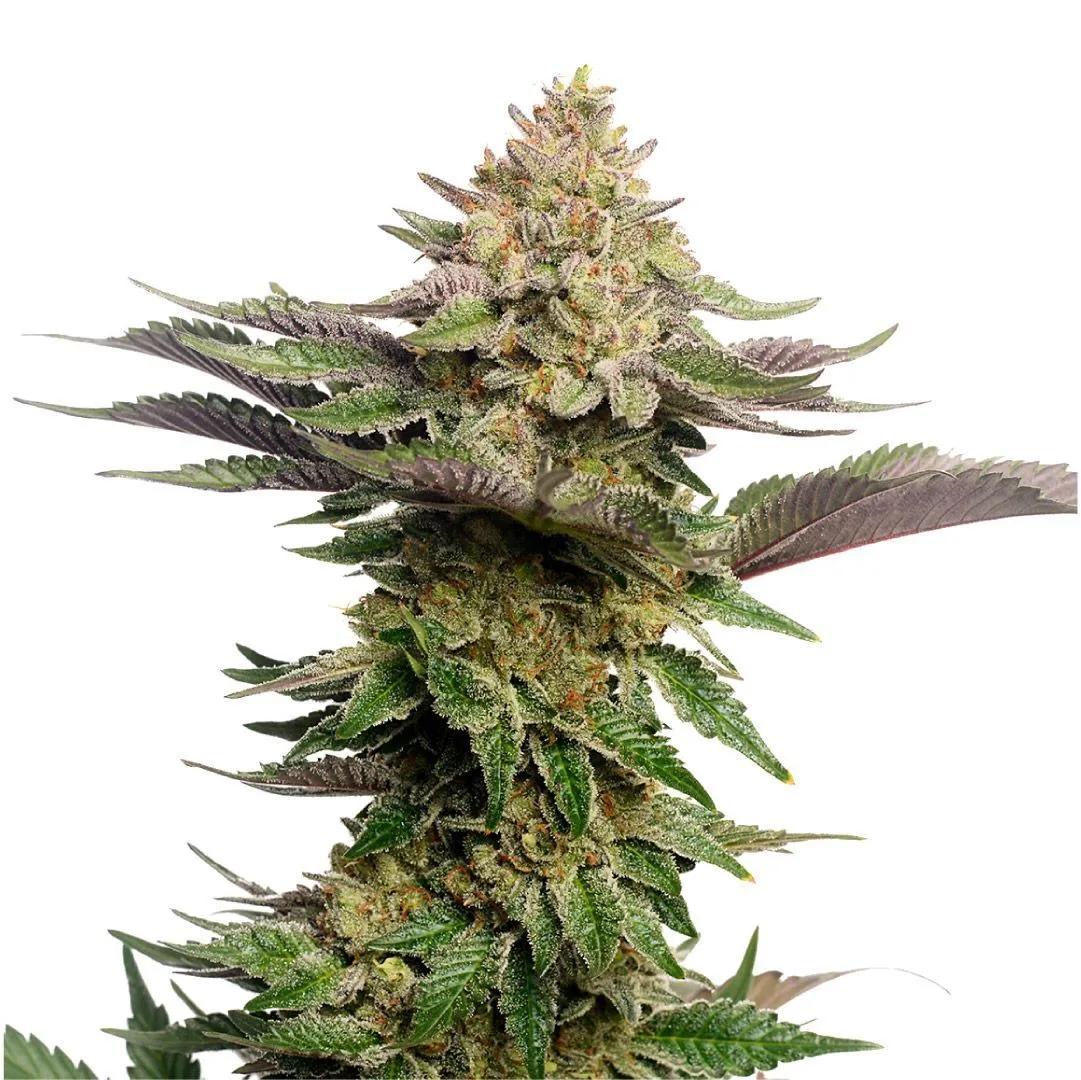 Strawberry Glue