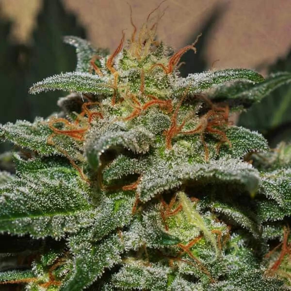 Sweetberry Cough