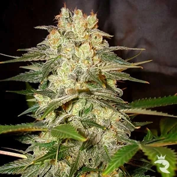 Afghan Kush Ryder Autoflower