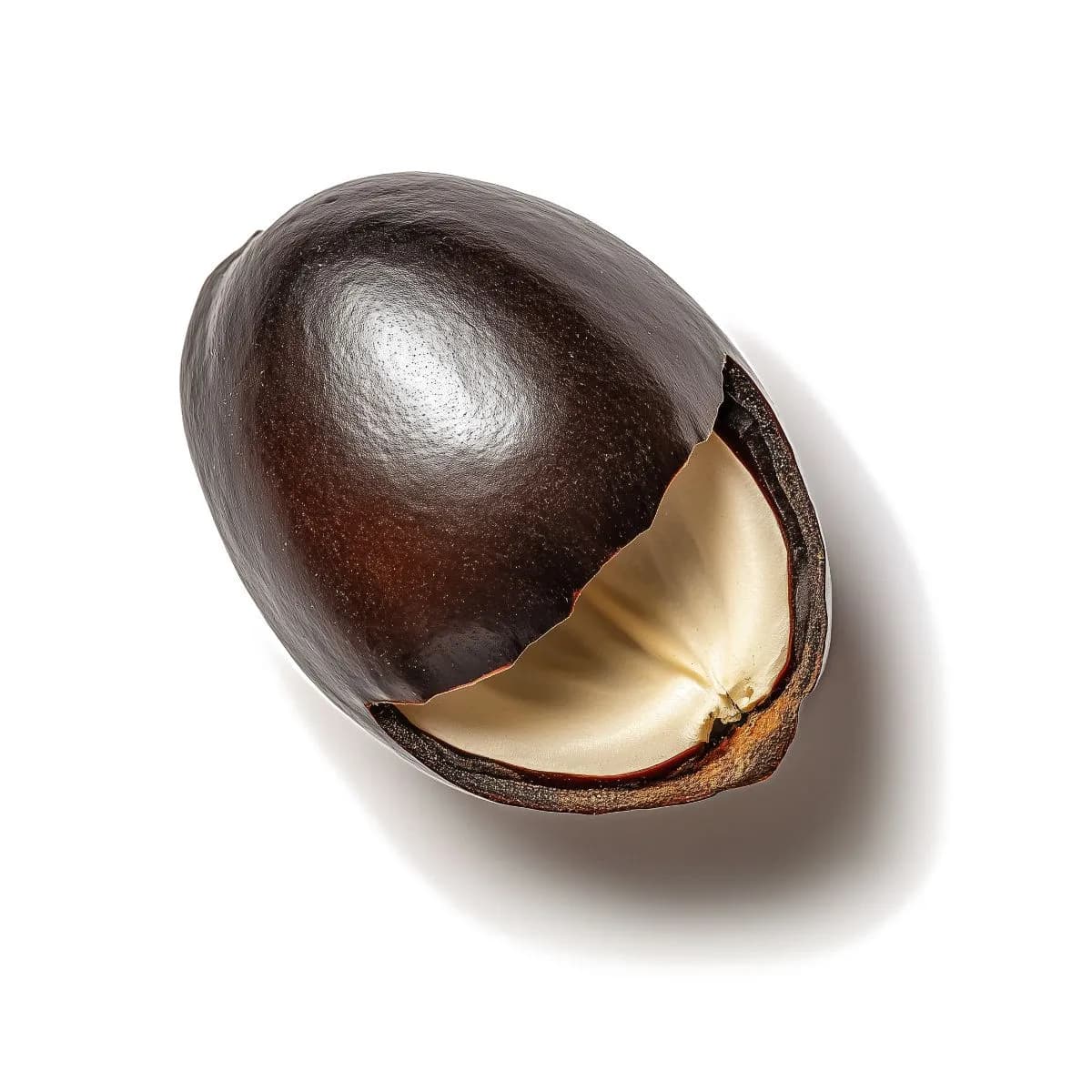 Semilla del sueño africano (Entada rheedii)