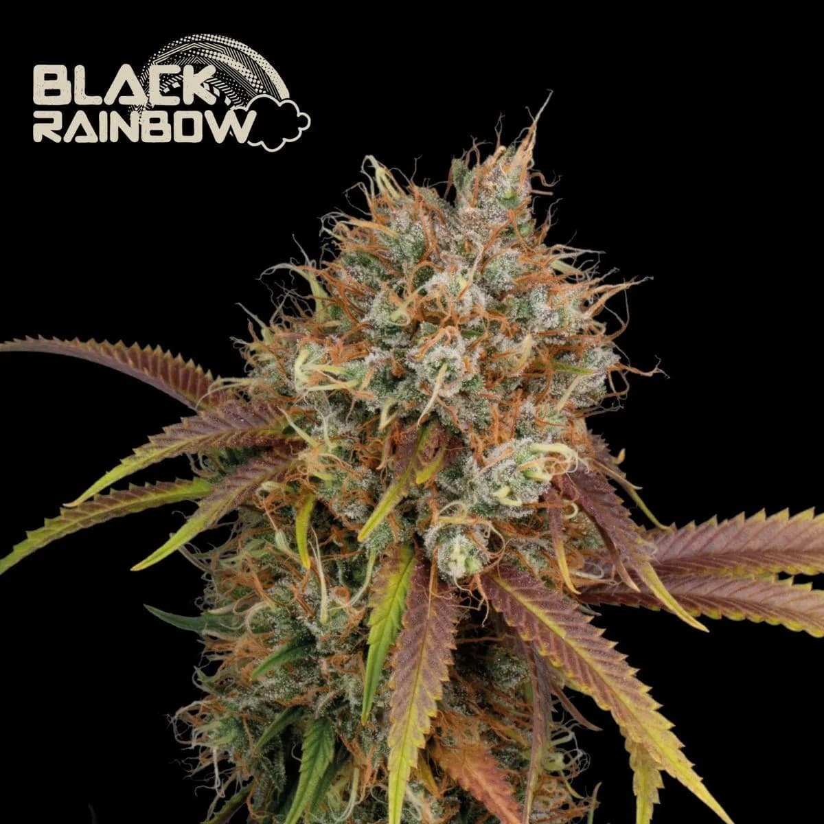 Black Rainbow (Seedstockers)