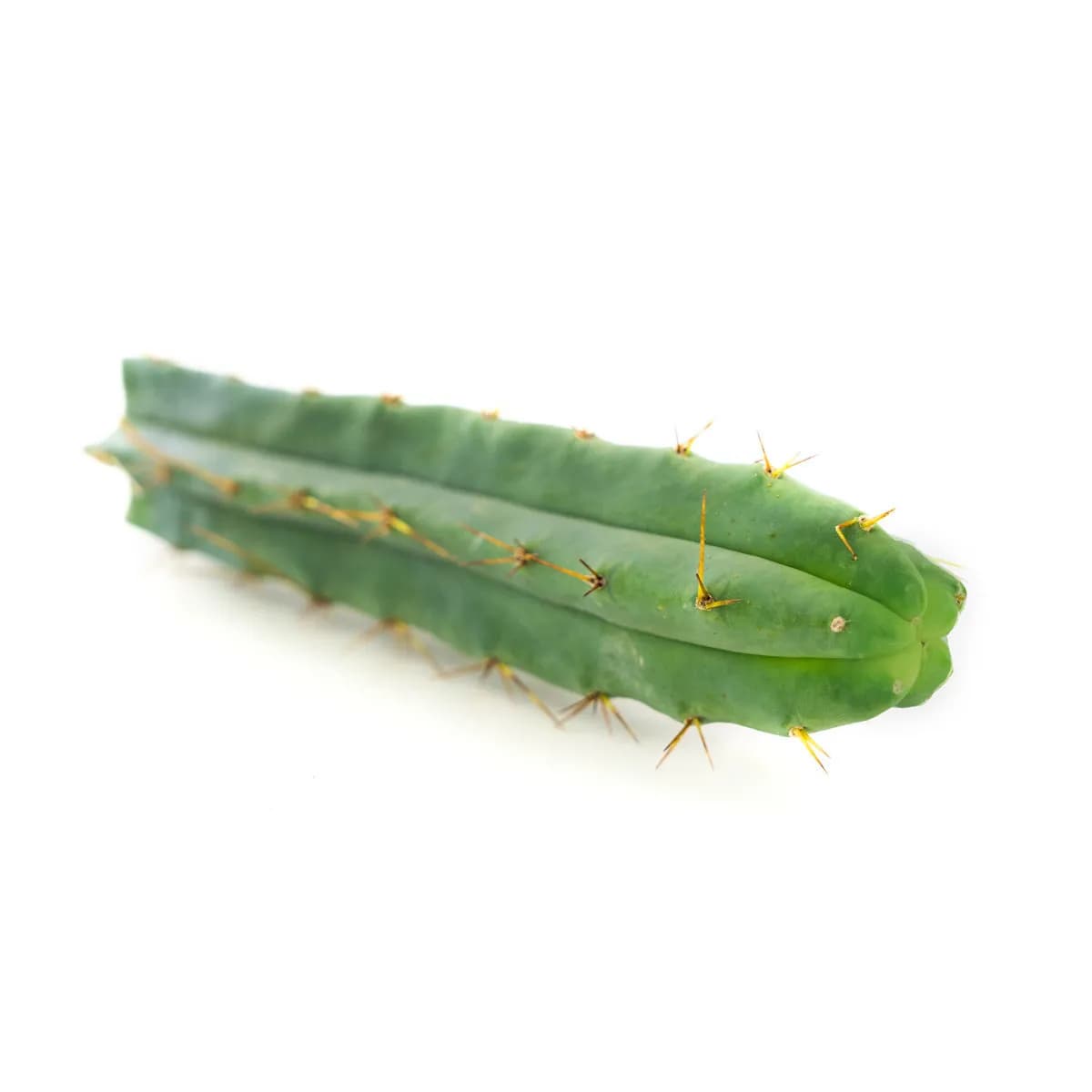 Cactus Antorcha Boliviana (Echinopsis lageniformis)