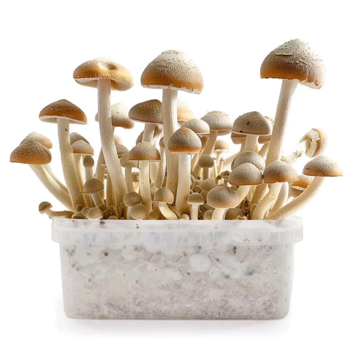 Kit de cultivo Cambodia