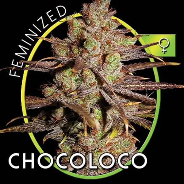 Choco Bud