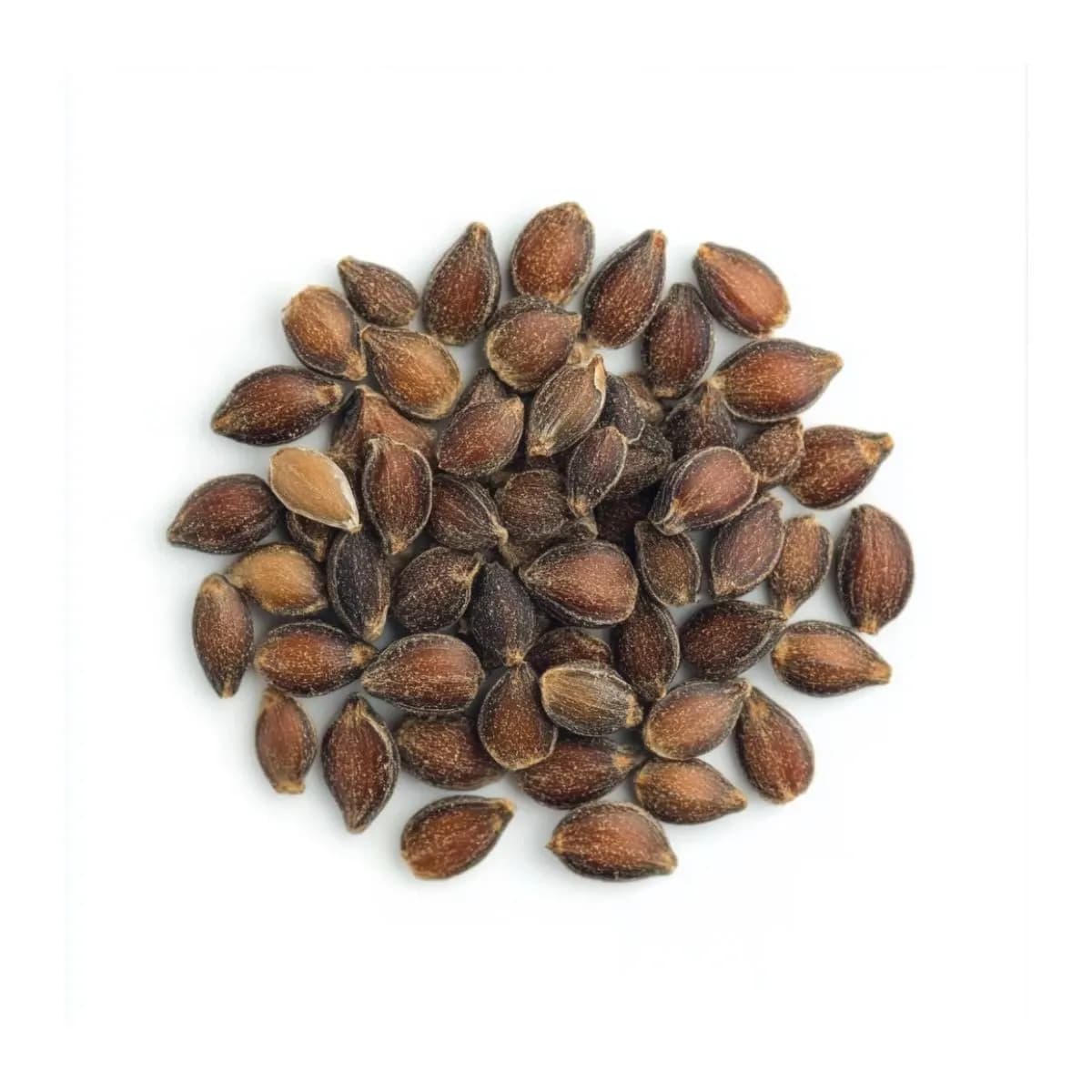 Semillas de Ephedra