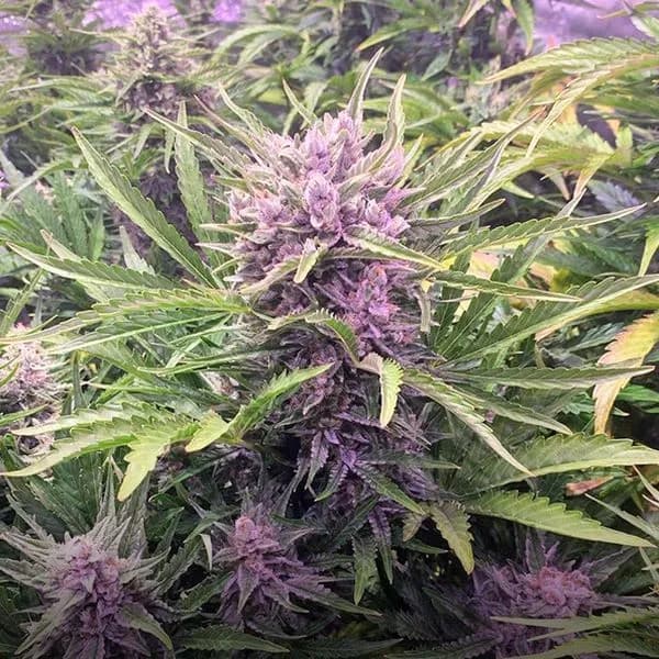 Gorilla Zkittlez Auto