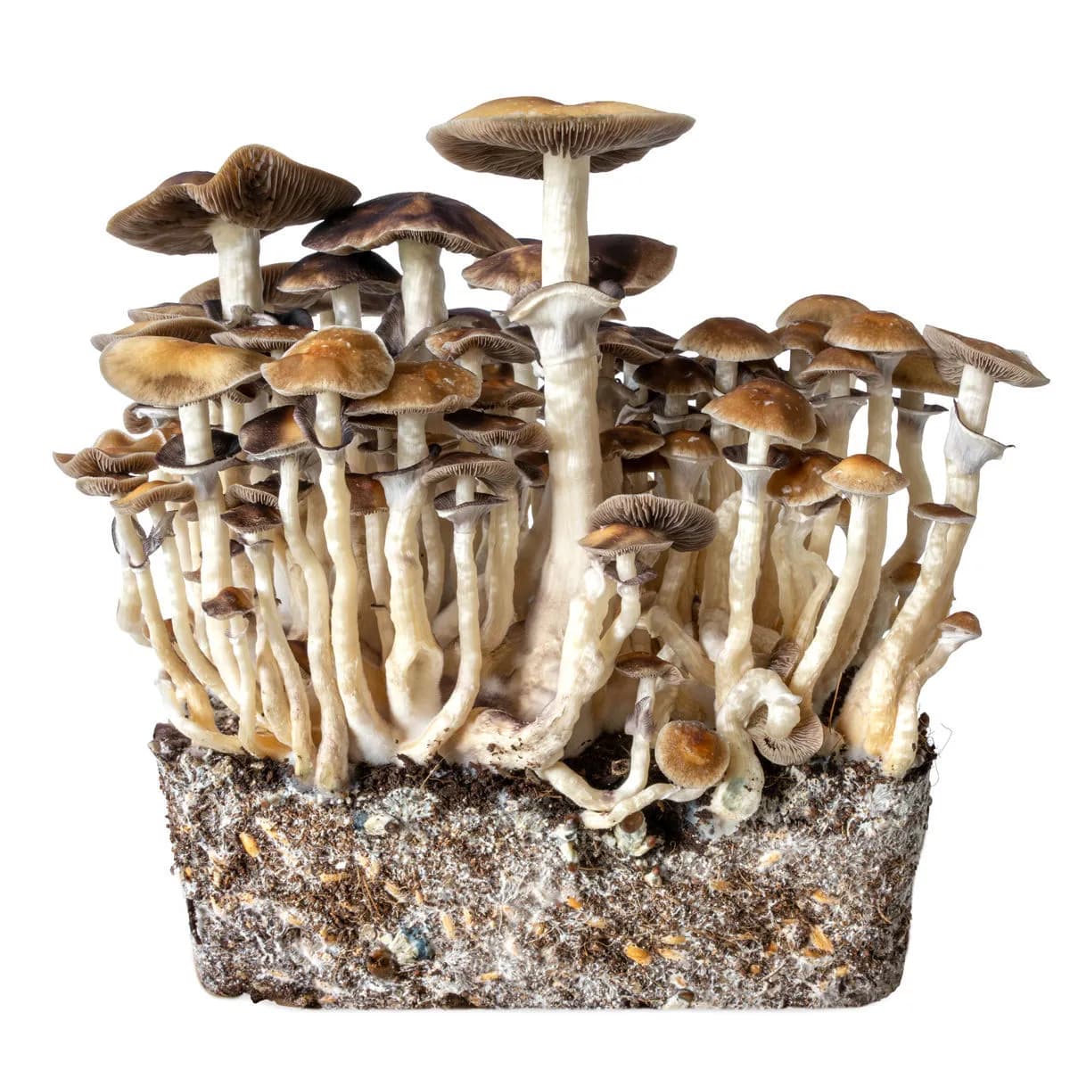 Jeringa de Cultivo Líquido Hawaii (Acid Shroomz)