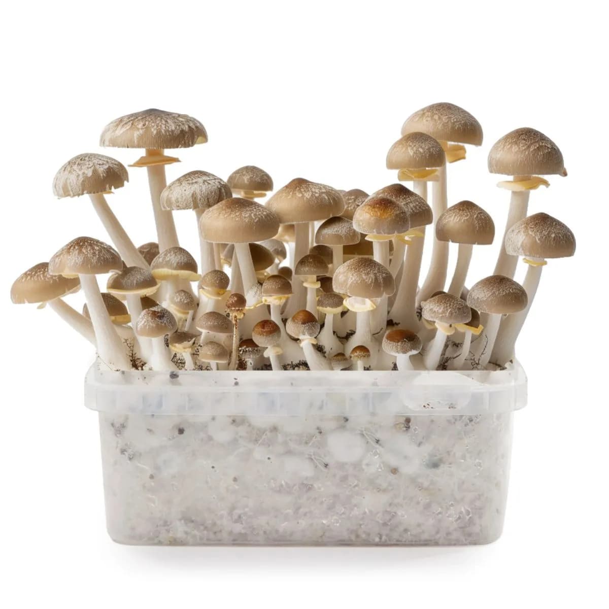 Kit de cultivo de setas mágicas Mexican