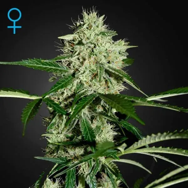 Northern Lights Autoflowering