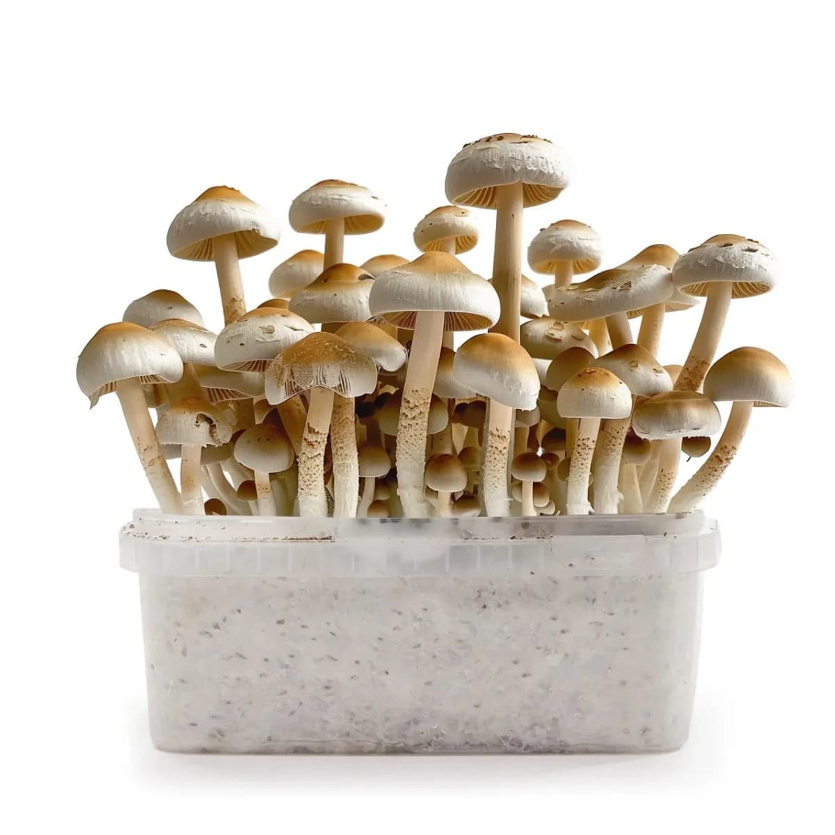 Kit de cultivo PES Amazonian