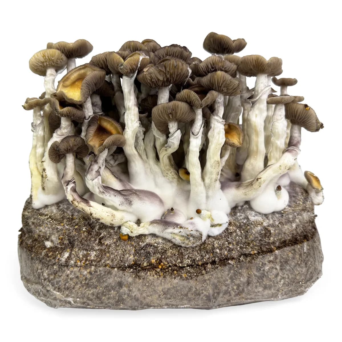 Bolsa de cultivo Ready-2-Grow 'Golden Teacher'
