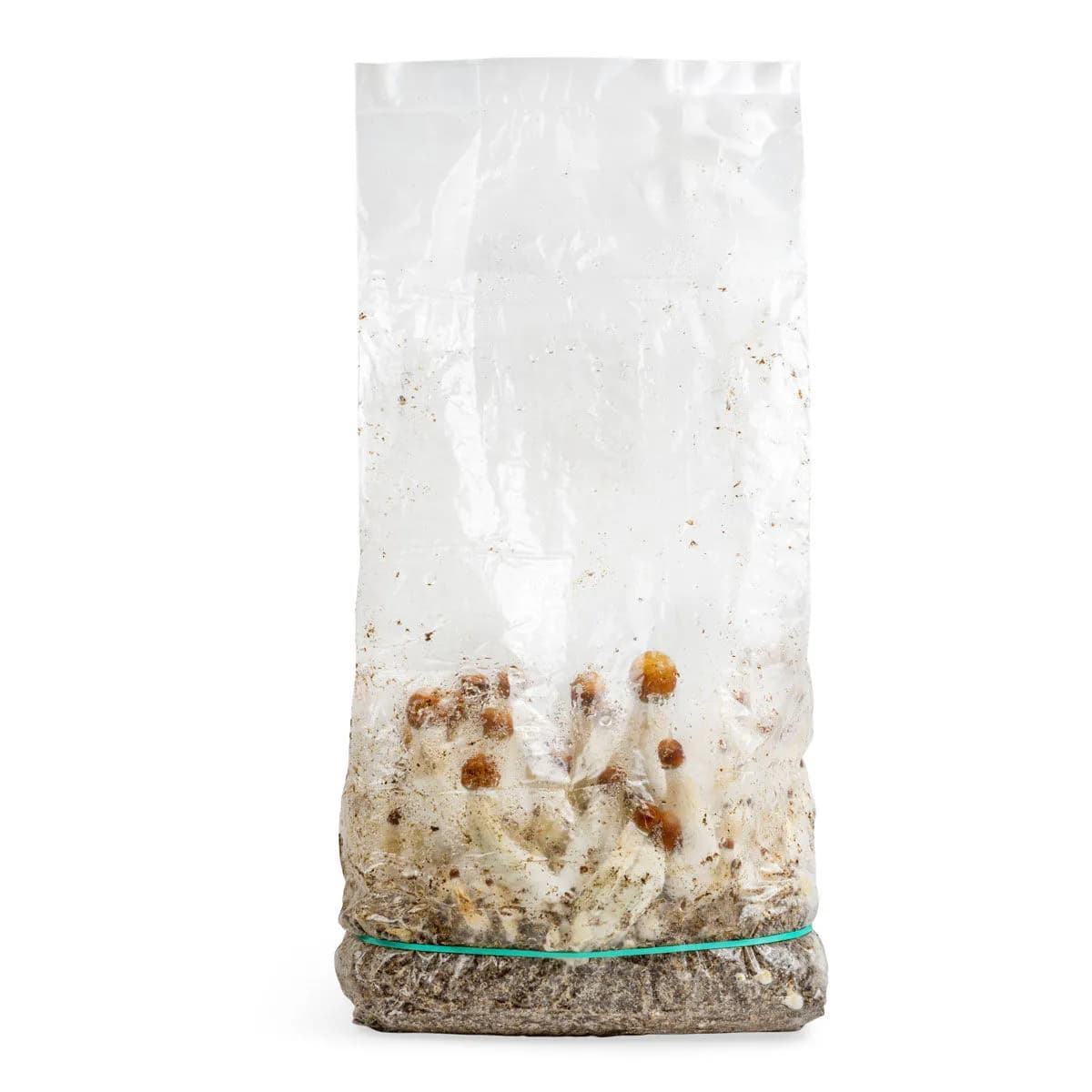 Bolsa de cultivo Ready-2-Grow 'MVP'