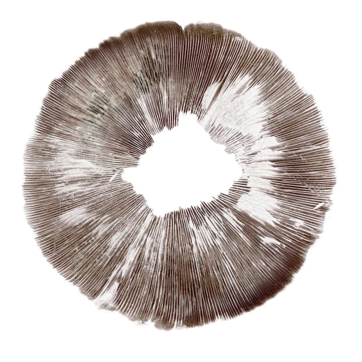 Impresión de esporas Psilocybe cubensis Amazonas