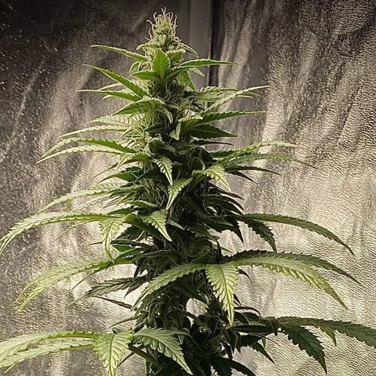 Strawberry Shortcake