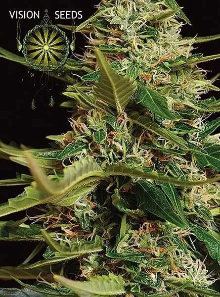 Super Skunk Autoflowering