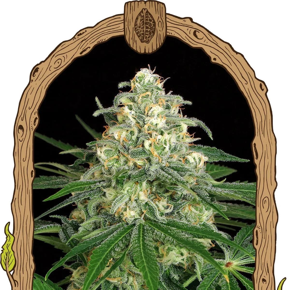 Z&Z Auto (Exotic Seed)