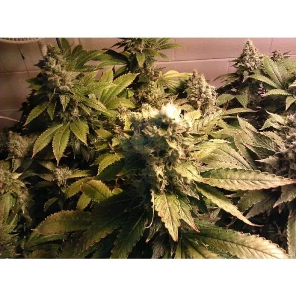 Acid — imagen 2