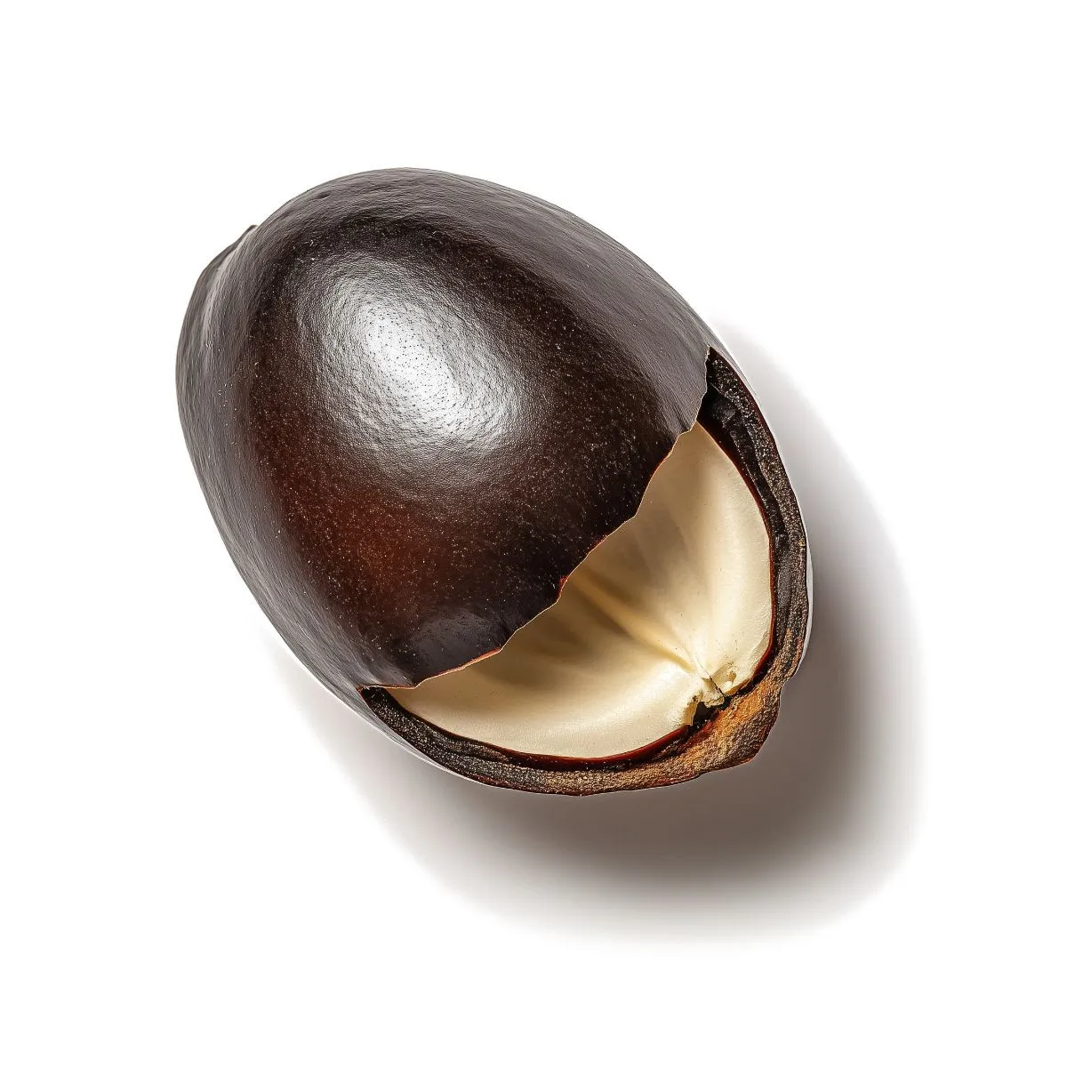Semilla del sueño africano (Entada rheedii) — imagen 2
