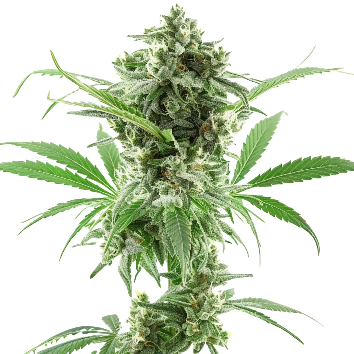 AK-47 — imagen 2