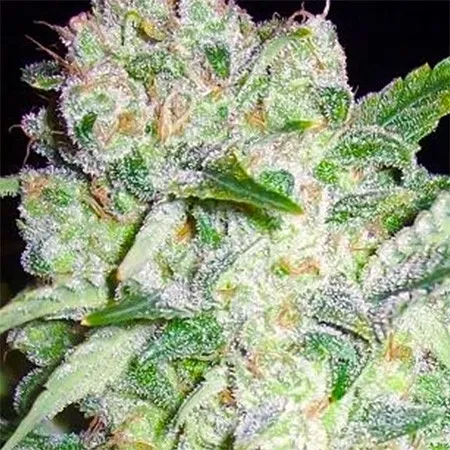 AK-49 — imagen 2