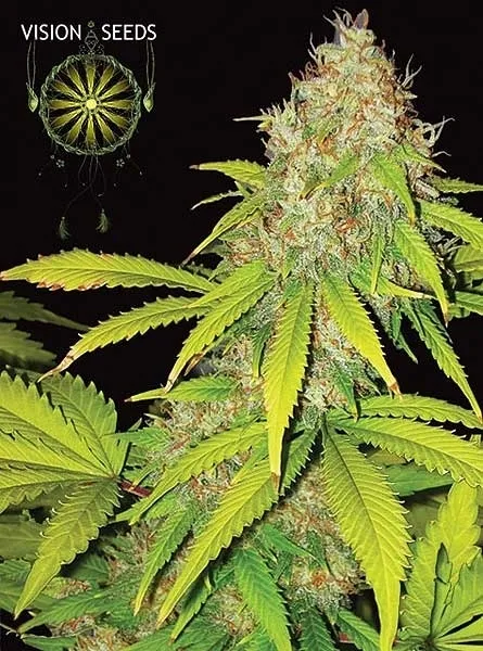 AK-49 Autoflowering — imagen 2