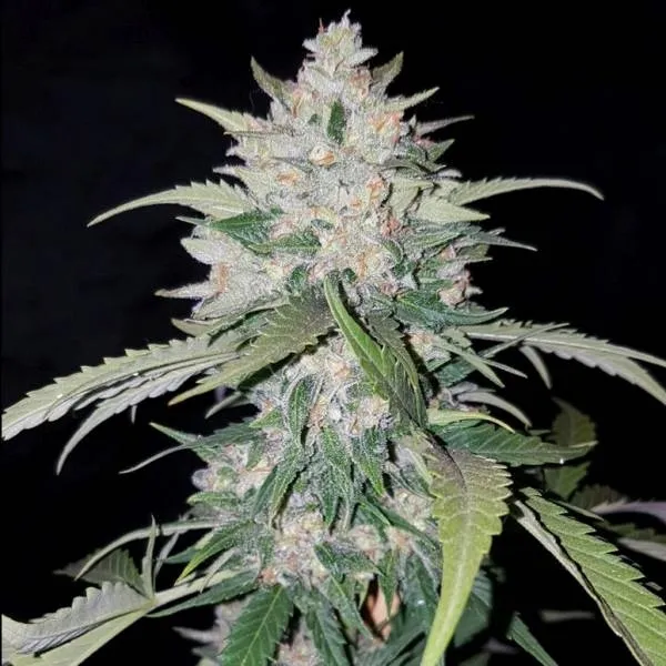 AK Full Auto — imagen 2