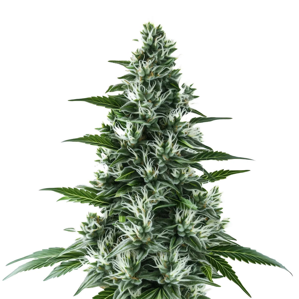 Alaskan Thunderfuck Auto — imagen 2