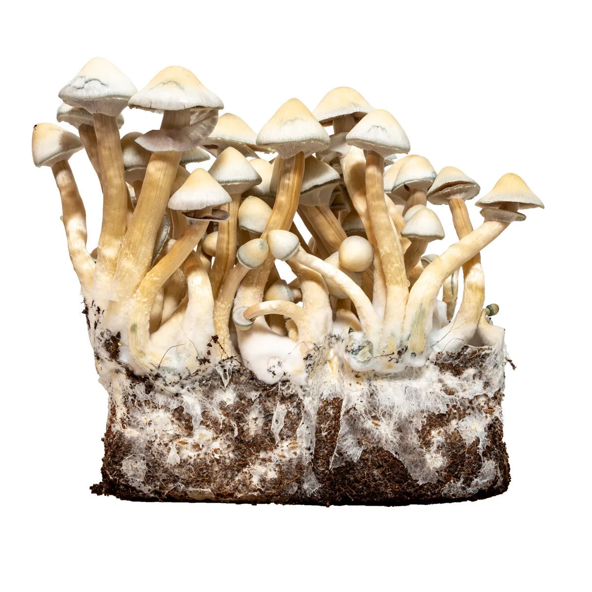 Jeringa de cultivo líquido Albino A+ (Acid Shroomz) — imagen 2