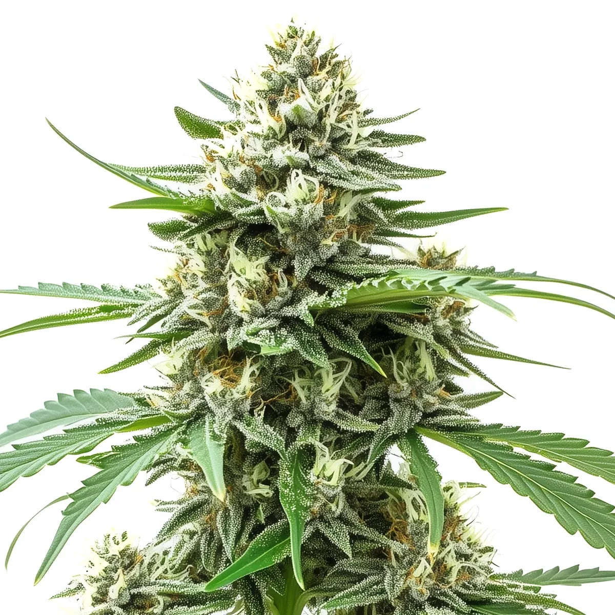 Alien OG Auto — imagen 2