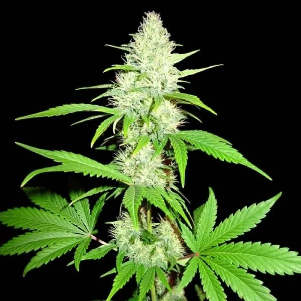 Amnesia Ganja Haze — imagen 2