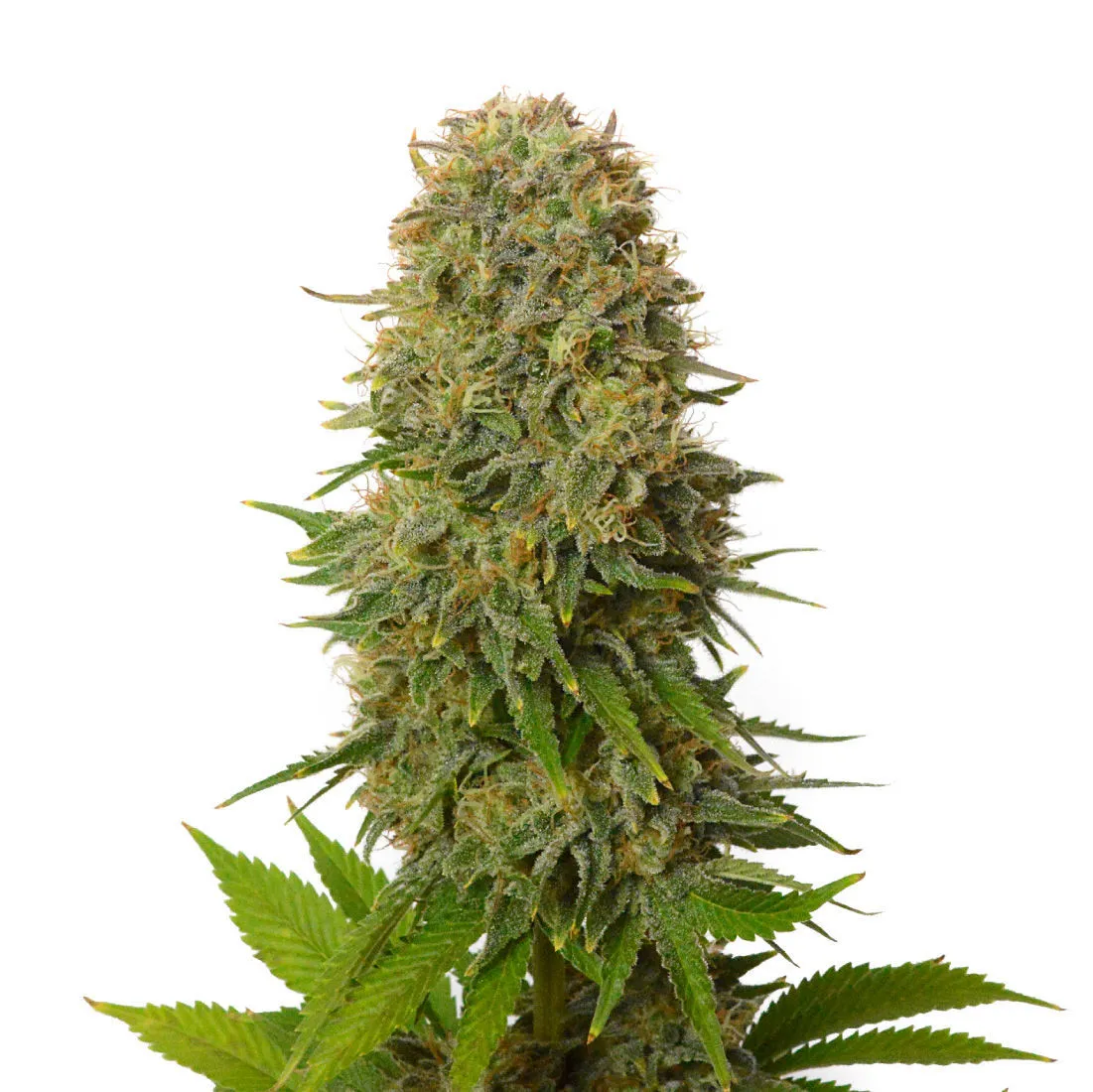 Amnesia Haze — imagen 2