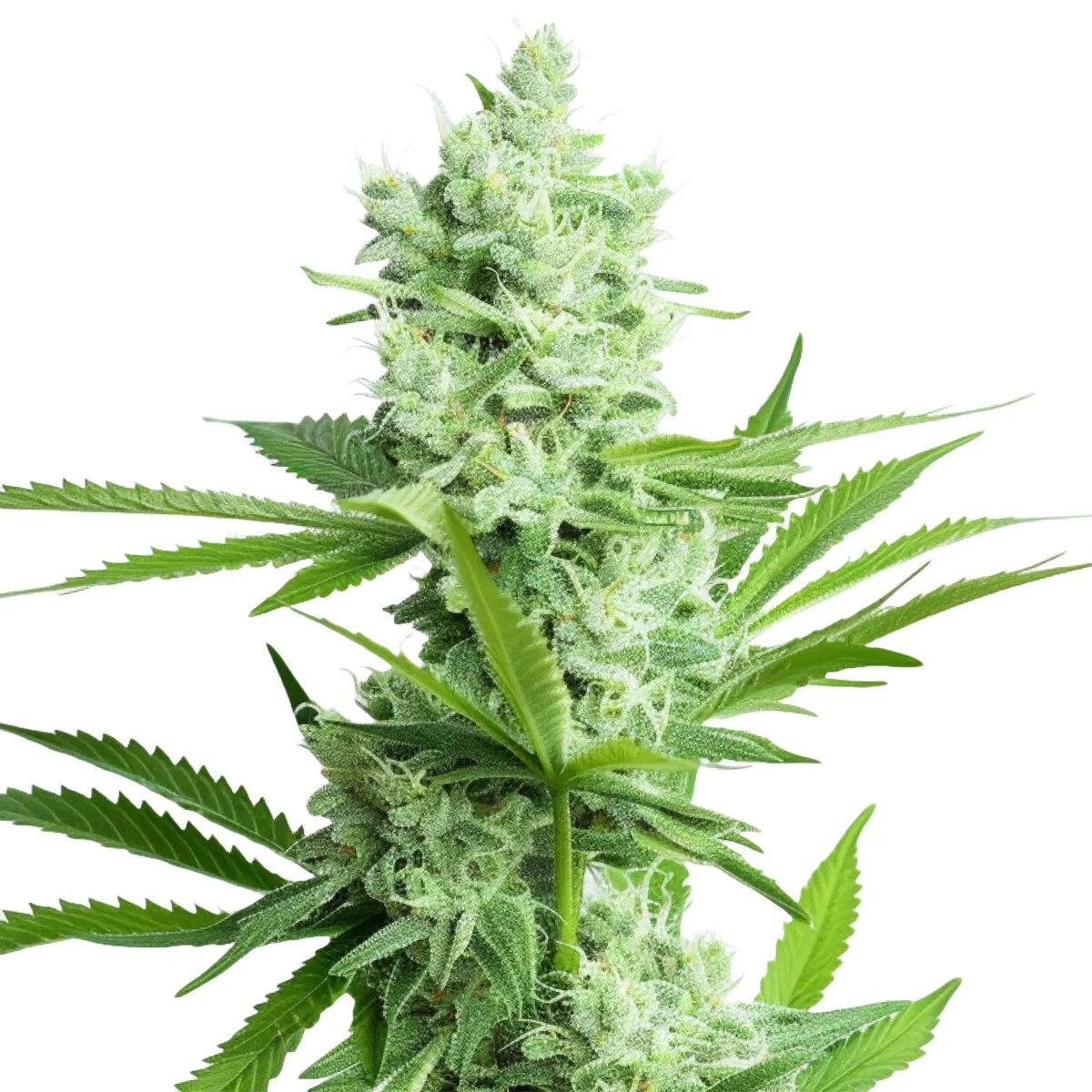 Amnesia Haze Auto — imagen 2