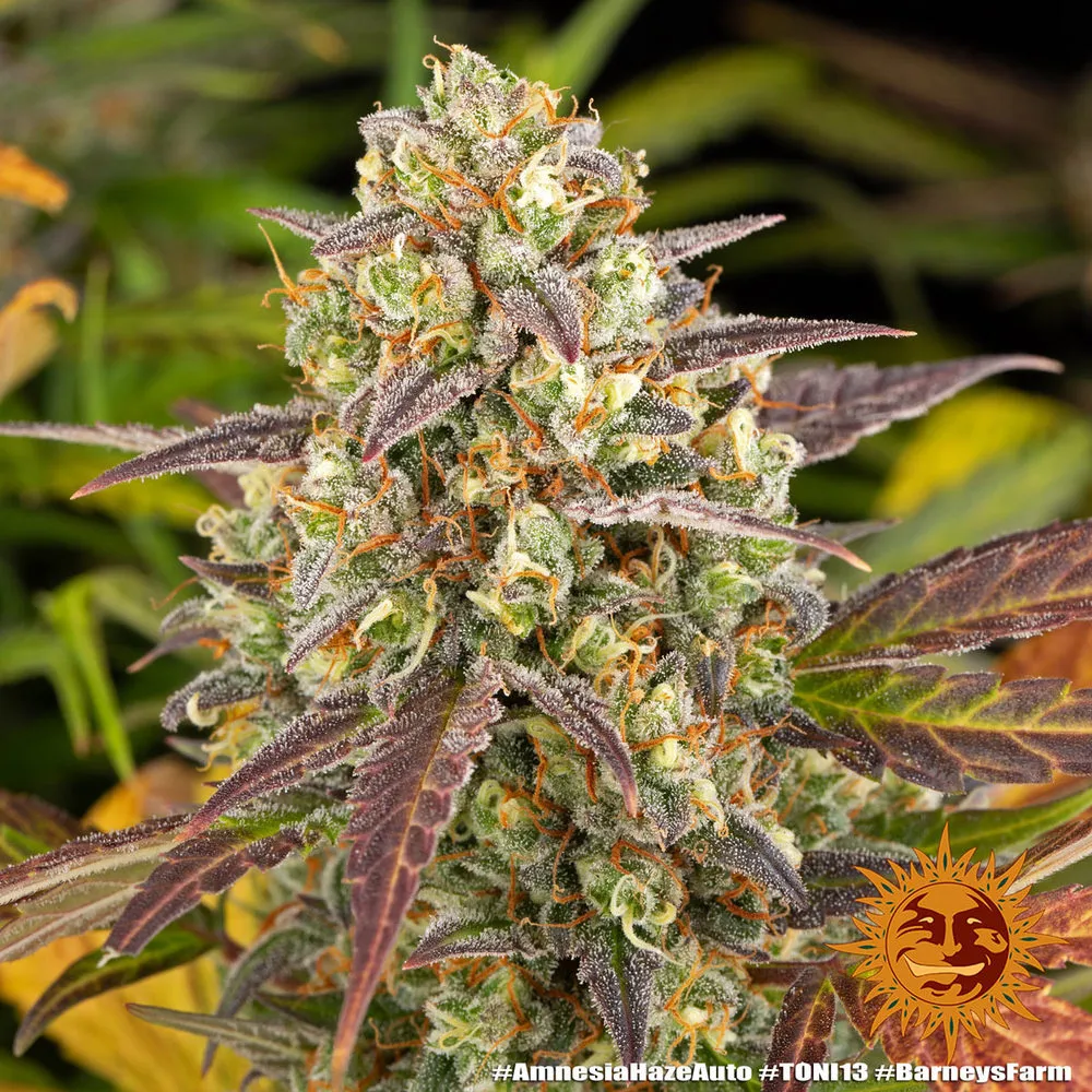 Amnesia Haze — imagen 2