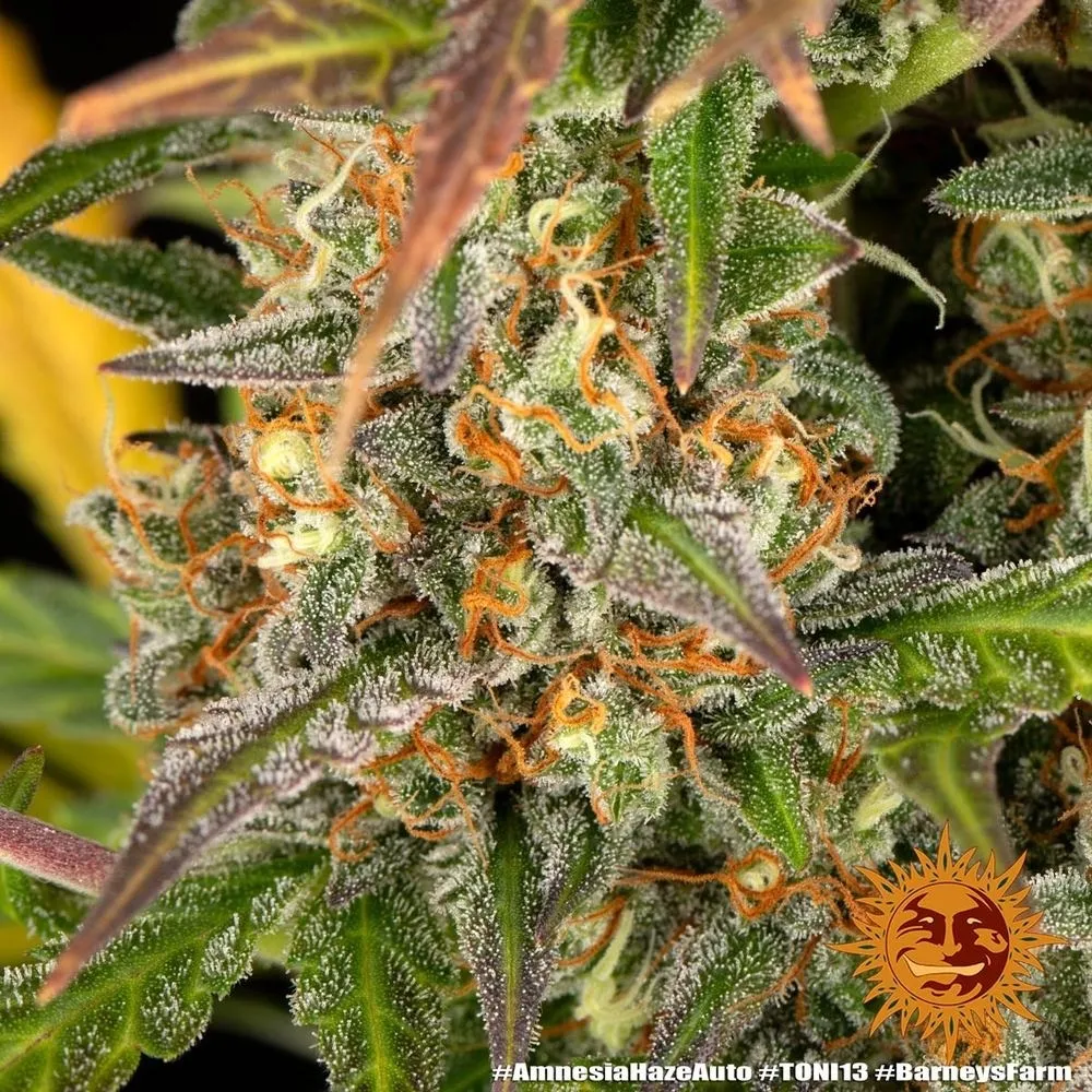 Amnesia Haze — imagen 3