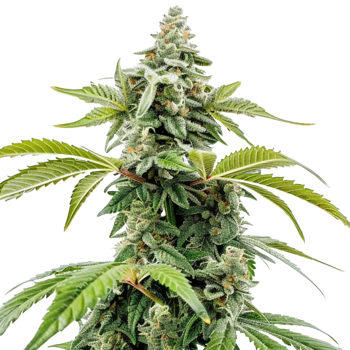 Apple Fritter Auto — imagen 2