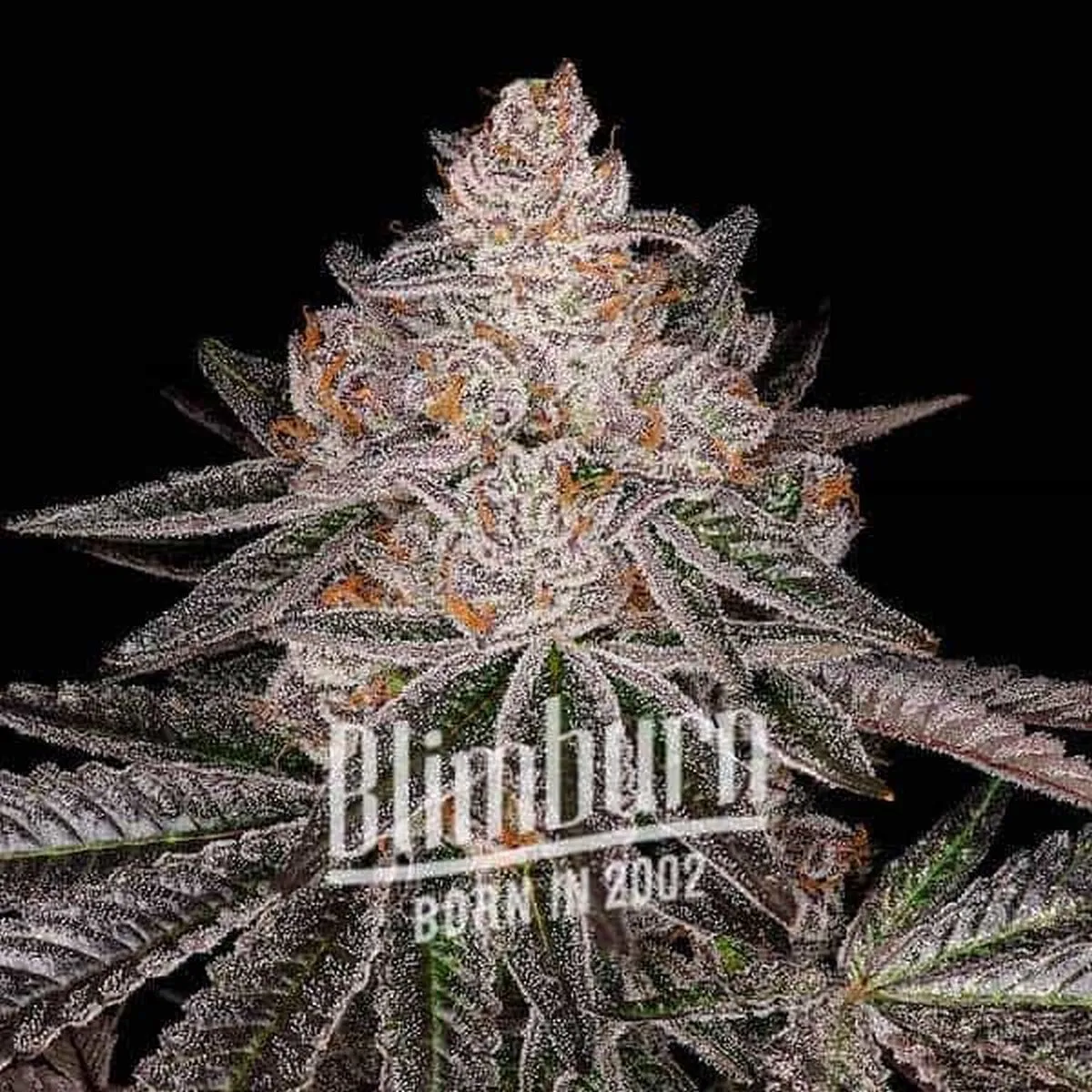 Apple Fritter — imagen 2