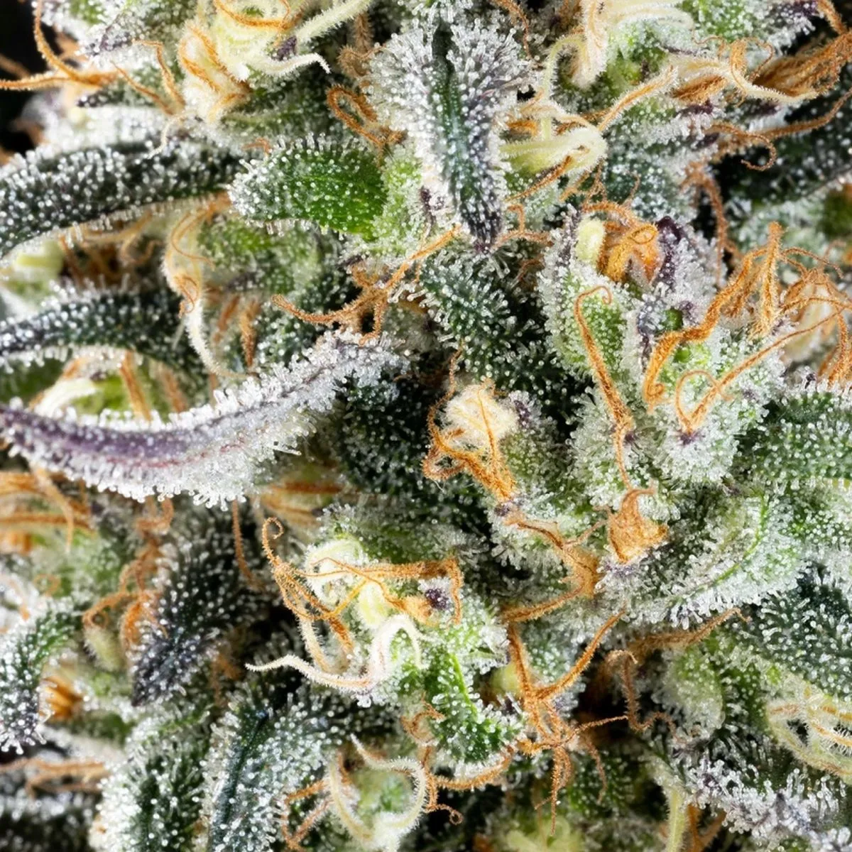 Apple Fritter — imagen 2