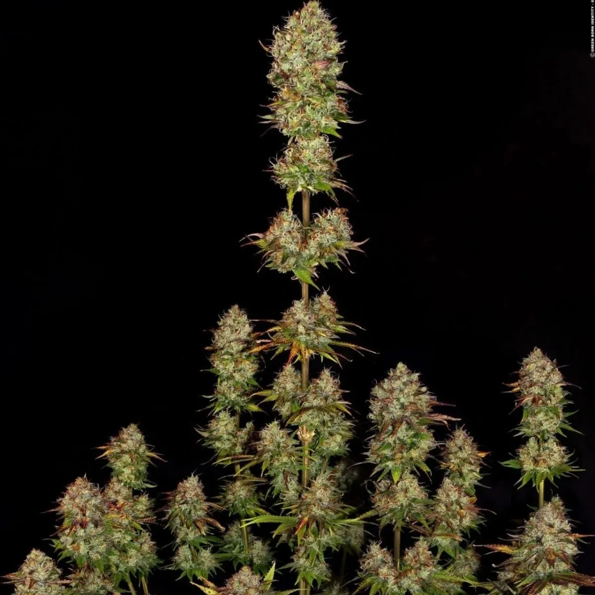 Apricot Candy — imagen 2