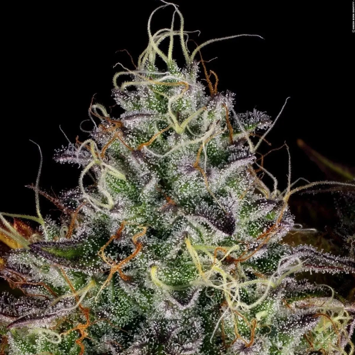 Apricot Candy — imagen 3