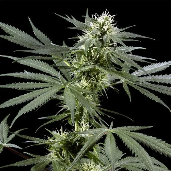 Arjan's Haze 3 — imagen 2