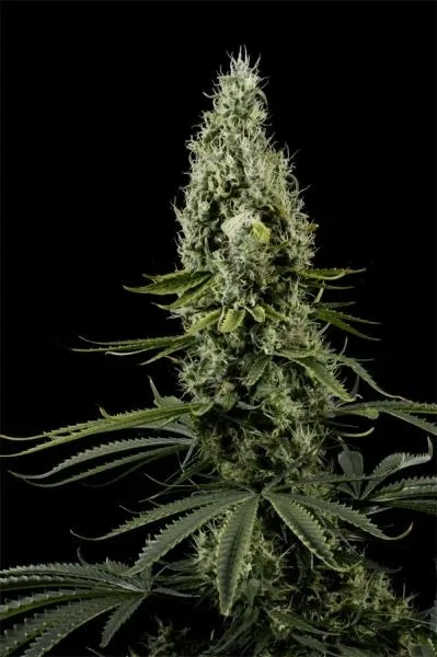 Arjan's Haze 3 — imagen 3